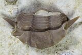 Bargain, Wide Thaleops Trilobite From Wisconsin #115085-1